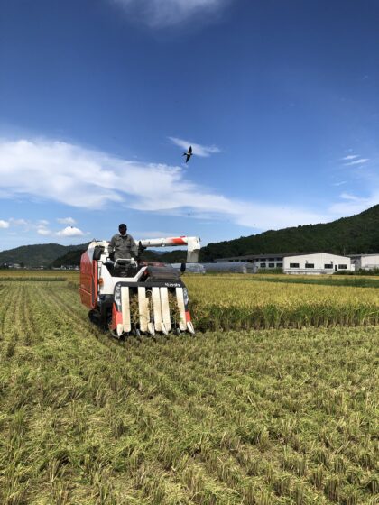 2024年9月25日　稲刈りの風景